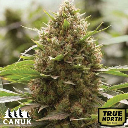 Amnesia Kush Feminized Seeds (Canuk Seeds) - ELITE STRAIN