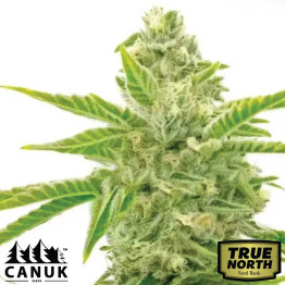 Amnesia Lemon Feminized Seeds (Canuk Seeds) - ELITE STRAIN