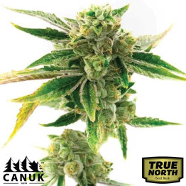 Amnesia Lemon Cake Boom Regular Seeds (Canuk Seeds) - ELITE STRAIN