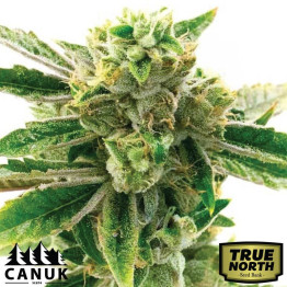 Amnesia Lemon Regular Seeds (Canuk Seeds) - ELITE STRAIN