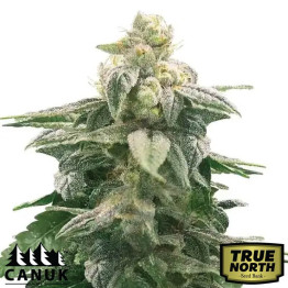 Amnesia X Nicole Kush Feminized Seeds (Canuk Seeds) - ELITE STRAIN