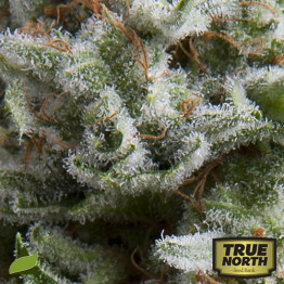 AUTO Anesthesia FEMINIZED Seeds (Pyramid Seeds) - CLEARANCE