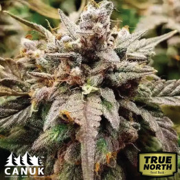 Apple Fritter Fast Version Feminized Seeds (Canuk Seeds) - ELITE STRAIN