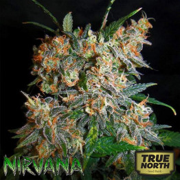 Aurora Indica REGULAR Seeds (Nirvana Seeds)