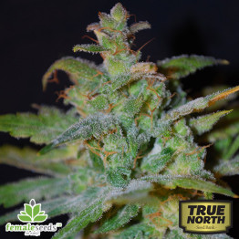 Auto AK Feminized Seeds (Female Seeds)