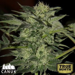 Blueberry Auto Feminized Seeds (Canuk Seeds)