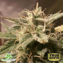 Auto Bubble Feminized Seeds (Female Seeds)