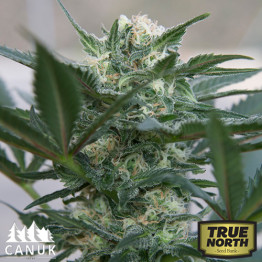 Hindu Kush Auto Feminized Seeds (Canuk Seeds) *Until Supplies Last * 