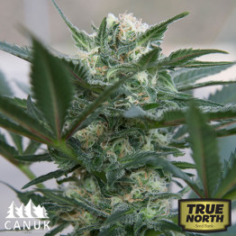 Hindu Kush Auto Feminized Seeds (Canuk Seeds) - CLEARANCE