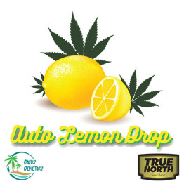 Auto Lemon Drop Feminized Seeds (Oasis Genetics)