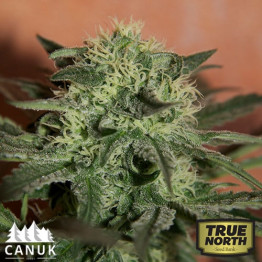 Super Lemon Haze Auto Feminized Seeds (Canuk Seeds) - CLEARANCE