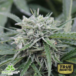 AUTO NL Feminized Seeds (Female Seeds)