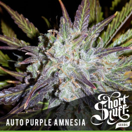 AUTO Purple Amnesia FEMINIZED Seeds (Shortstuff Seeds) 