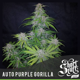 AUTO Purple Gorilla FEMINIZED Seeds (Shortstuff Seeds)