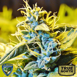 Automatic Northern Hog Feminized Seeds (THSeeds)