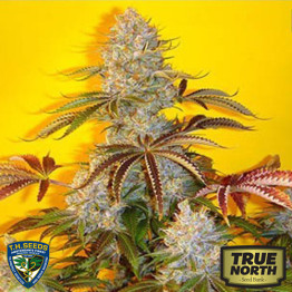 Automatic Bubble Gum Feminized Seeds (THSeeds)