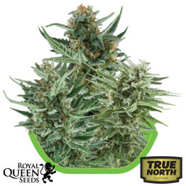 Autoflowering Mix Feminized Seeds (Royal Queen Seeds)