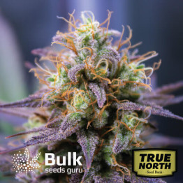 Ayahuasca Purple Feminized Seeds (Bulk Seeds Guru) - ELITE STRAIN