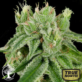 Banana Split REGULAR Seeds (Crockett Family Farms) - CLEARANCE