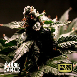 Banana Kush Feminized Seeds (Canuk Seeds)