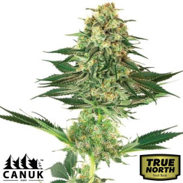 Banana Kush Regular Seeds (Canuk Seeds) - ELITE STRAIN