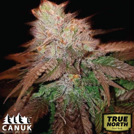 BC God Bud Regular Seeds (Canuk Seeds) - ELITE STRAIN