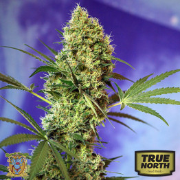 Big Devil Auto Feminized Seeds (Sweet Seeds)