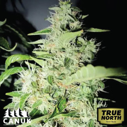 Big Bud Feminized Seeds (Canuk Seeds) - ELITE STRAIN