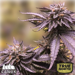 Black Amnesia Haze Fast Feminized Seeds (Canuk Seeds) 