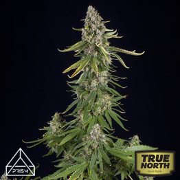 Black Amnesia Fast Feminized Seeds (Prism Seeds)