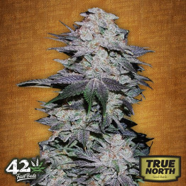 Blackberry Auto Feminized Seeds (FastBuds) - CLEARANCE