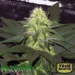 Blackberry FEMINIZED Seeds (Nirvana Seeds)