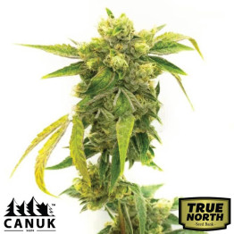 Black Domina Regular Seeds (Canuk Seeds) - ELITE STRAIN