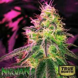 Black Jack FEMINIZED Seeds (Nirvana Seeds)