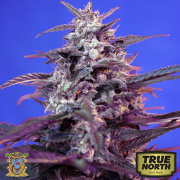 Bloody Skunk AUTO Feminized Seeds (Sweet Seeds)