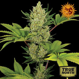 Blueberry Cheese Auto Feminized Seeds (Barney's Farm)