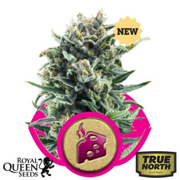 Blue Cheese Feminized Seeds (Royal Queen Seeds) 