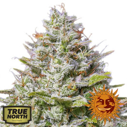 Blue Gelato 41 Feminized Seeds (Barney's Farm) 
