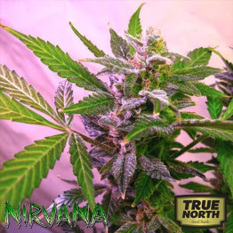 Blue Mystic FEMINIZED Seeds (Nirvana Seeds)