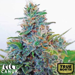 Blue Amnesia Regular Seeds (Canuk Seeds) - ELITE STRAIN