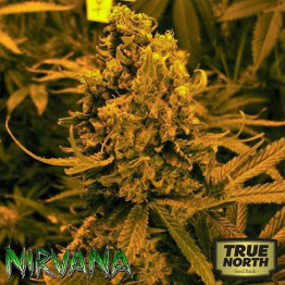 Blueberry Kush AUTO FEMINIZED Seeds (Nirvana Seeds)