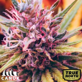 Blueberry Kush Regular Seeds (Canuk Seeds) - ELITE STRAIN