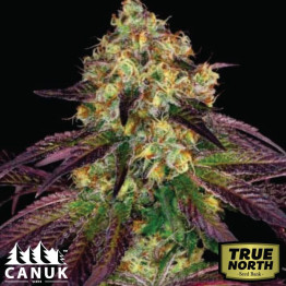 Blue Cookies Fast Version Feminized Seeds (Canuk Seeds) - ELITE STRAIN