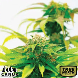 Blue Haze Feminized Seeds (Canuk Seeds) - ELITE STRAIN