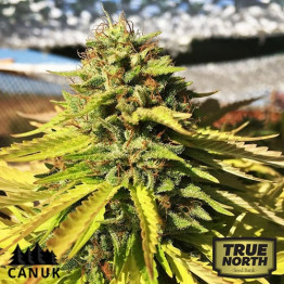 White Banner Feminized Seeds (Canuk Seeds) - ELITE STRAIN