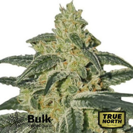 Afghan Hash Plant Feminized Seeds (Bulk Seeds Guru) - ELITE STRAIN