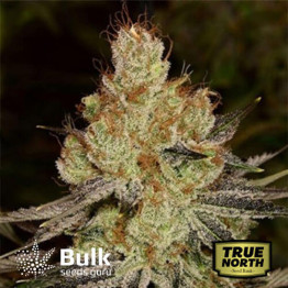 Agent Orange Regular Seeds (Bulk Seeds Guru)