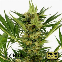 AK Fast Feminized Seeds (Bulk Seeds Guru) 