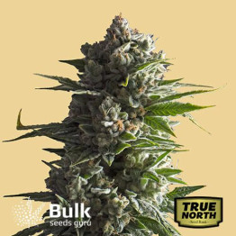 Banana Kush Auto Feminized Seeds (Bulk Seeds Guru) - ELITE STRAIN