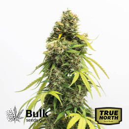 Banana Kush Feminized Seeds (Bulk Seeds Guru)